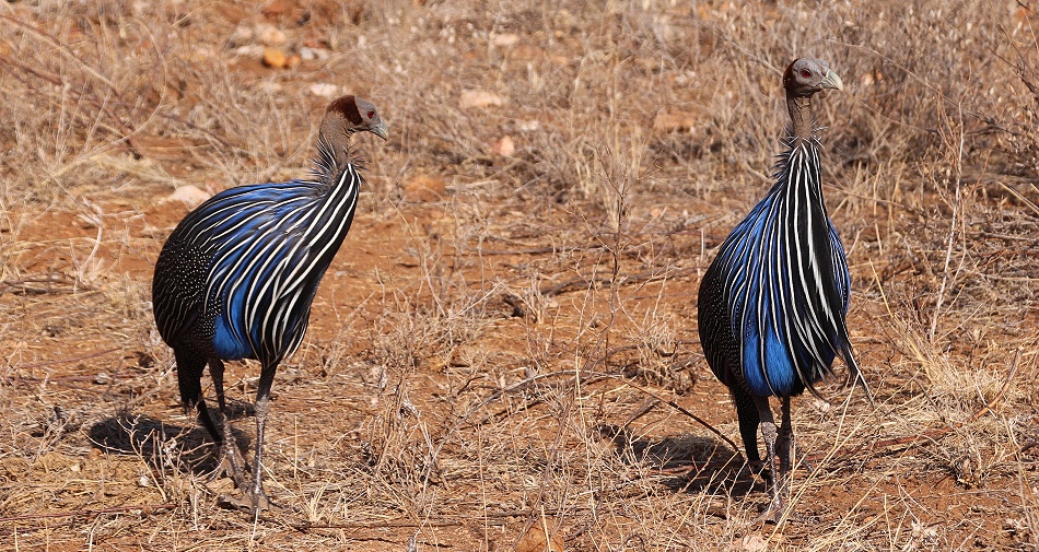 Geierperlh&uuml;hner im Samburu