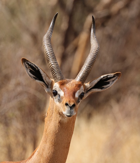 Gerenuk