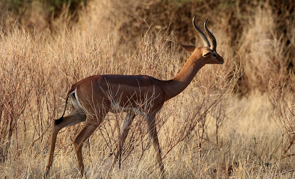 k&auml;mpfende Giraffenhalsantilopen, Gerenuks