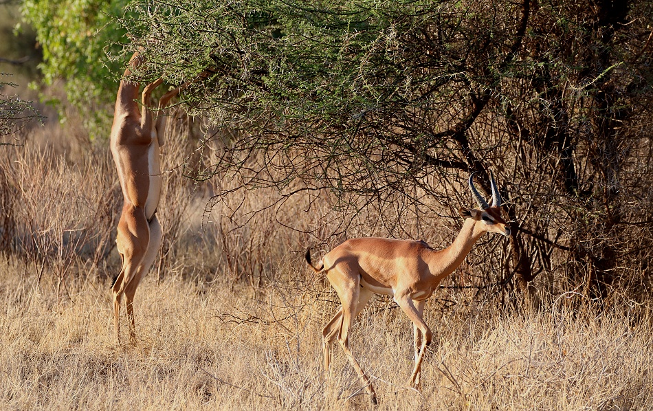 k&auml;mpfende Giraffenhalsantilopen, Gerenuks