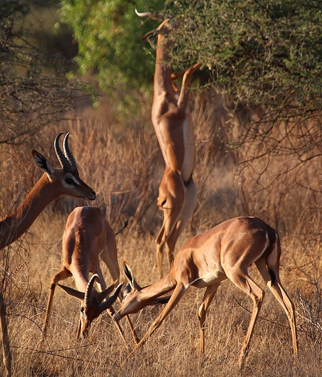 k&auml;mpfende Giraffenhalsantilopen, Gerenuks