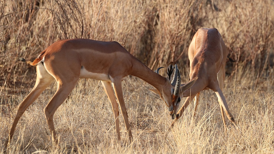k&auml;mpfende Giraffenhalsantilopen, Gerenuks