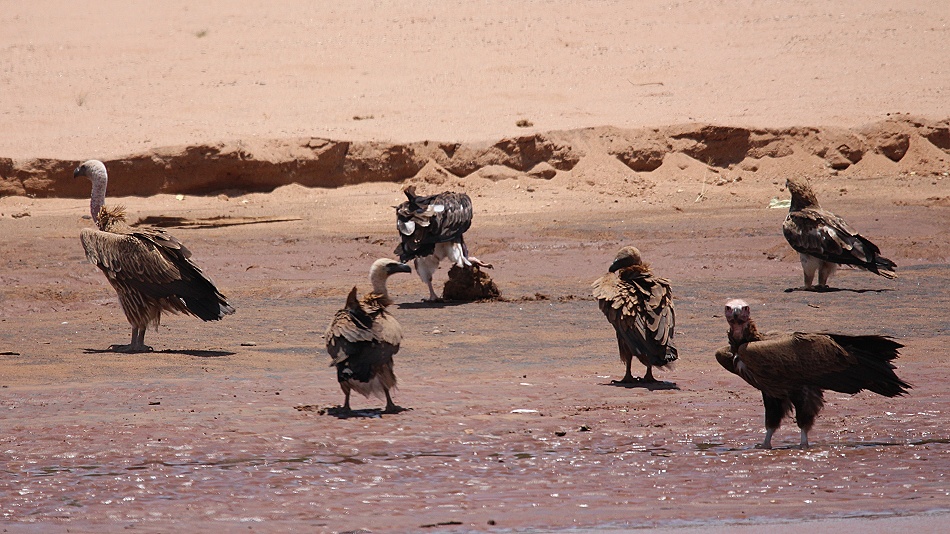verschiedene Adler und Geier am Ufer des Ewaso Ngiro