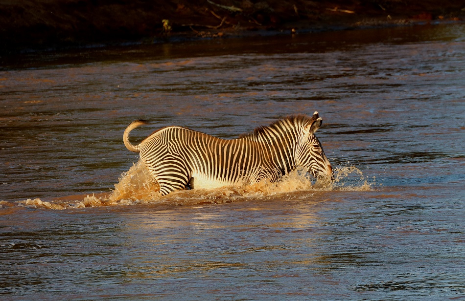 Grevyzebra versucht den Ewaso Ngiro Fluss zu durchqueren und trifft auf ein Krokodil