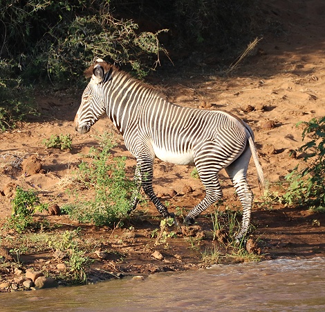 Grevyzebra versucht den Ewaso Ngiro Fluss zu durchqueren und trifft auf ein Krokodil