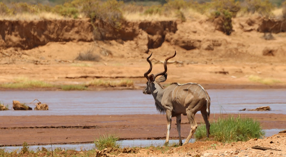 Gro&szlig;er Kudu am Ufer des Ewaso Ngiro