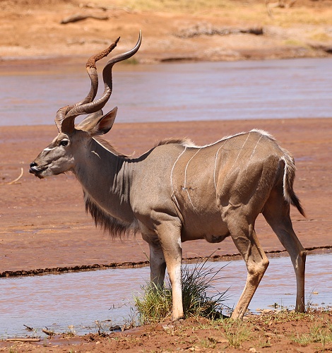Gro&szlig;er Kudu am Ufer des Ewaso Ngiro