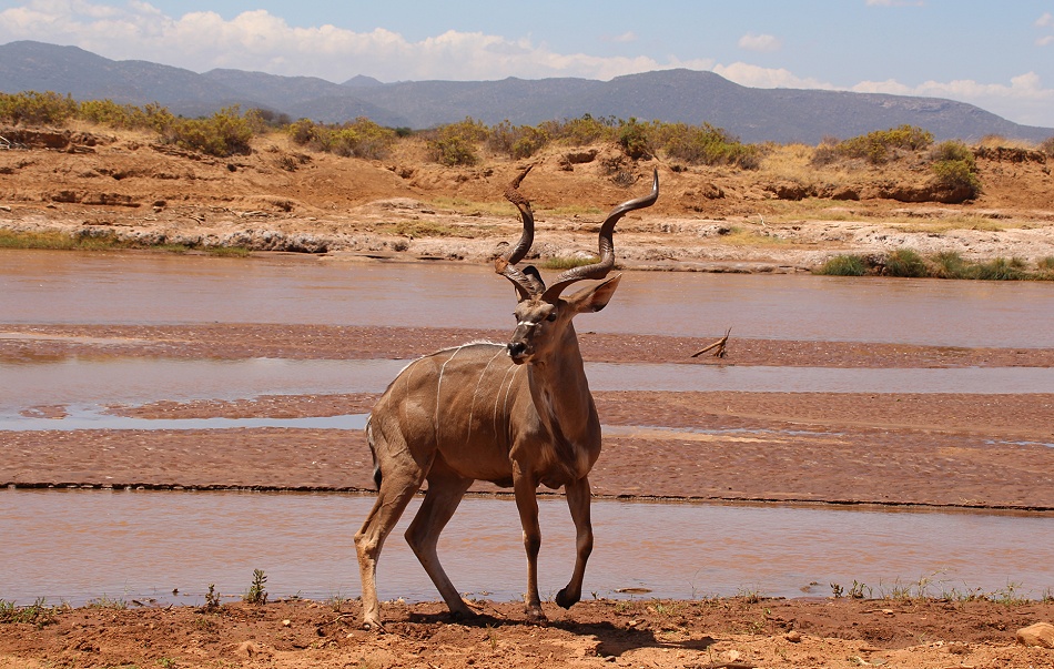 Gro&szlig;er Kudu am Ufer des Ewaso Ngiro
