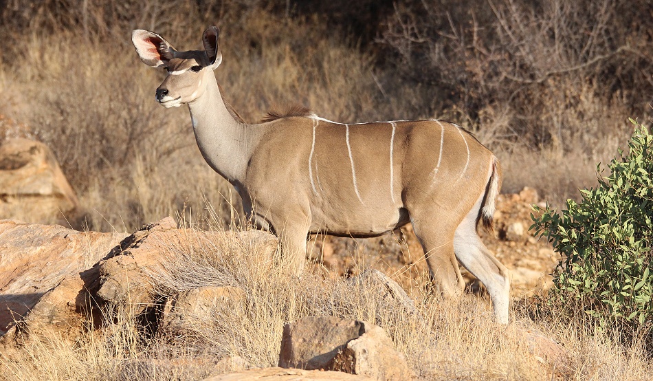 Gro&szlig;er Kudu, Weibchen - Samburu Reservat