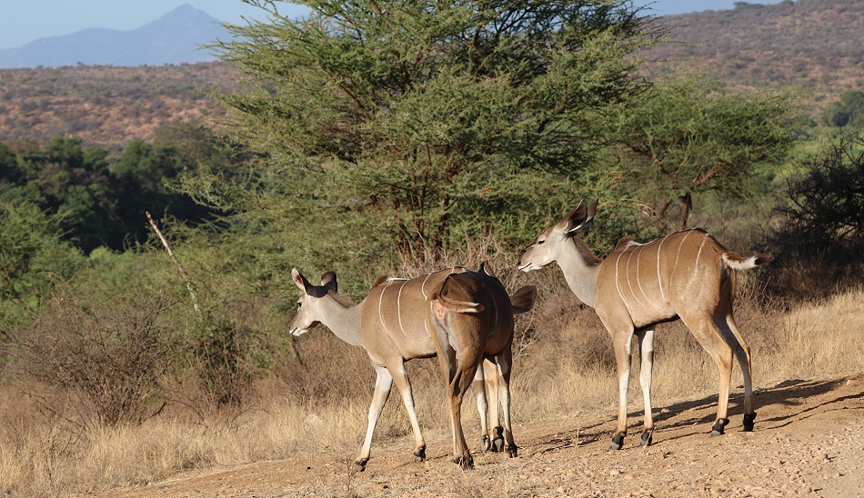 Gro&szlig;er Kudu, Weibchen - Samburu Reservat