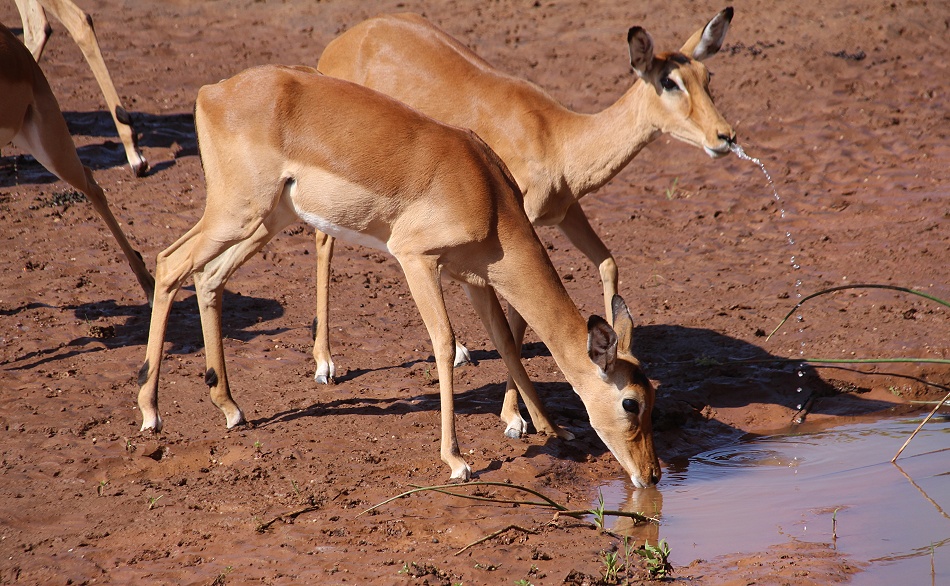 Impalas aam Ufer des Ewaso Ngiro