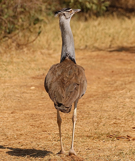 Gro&szlig;trappe im Samburu
