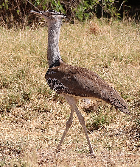 Gro&szlig;trappe im Samburu