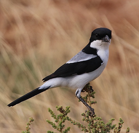 Langschwanzw&uuml;rger