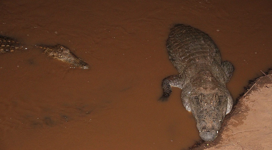 Nilkrokodilbulle am Ufer des Ewaso Ngiro
