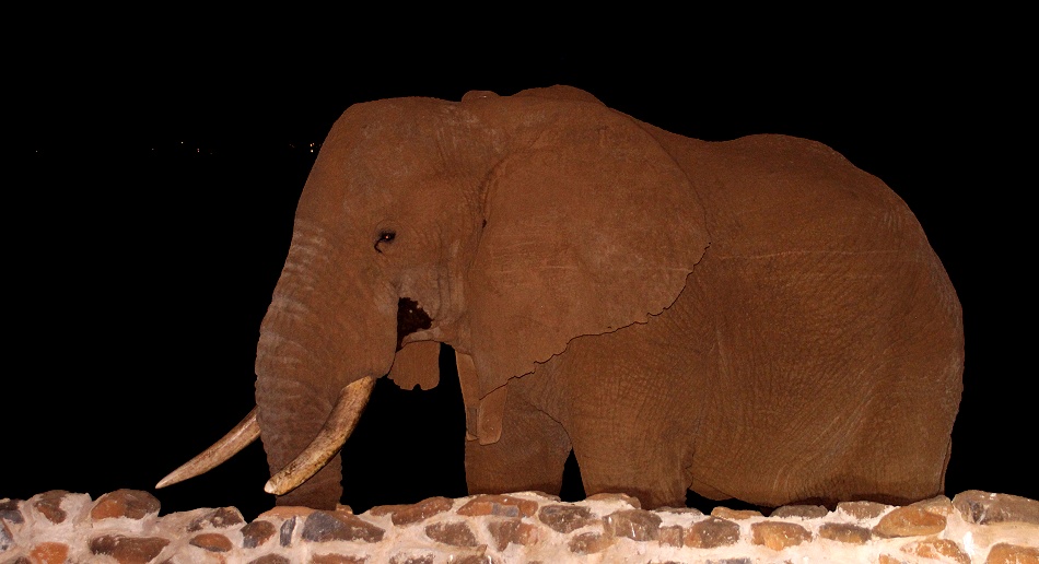 Elefantenbegegnung im Larsens Camp