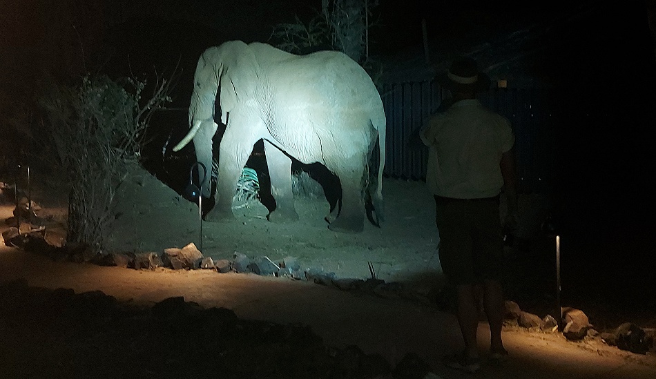 Elefantenbegegnung im Larsens Camp