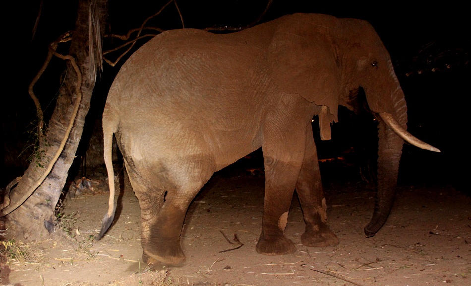 Elefantenbegegnung im Larsens Camp