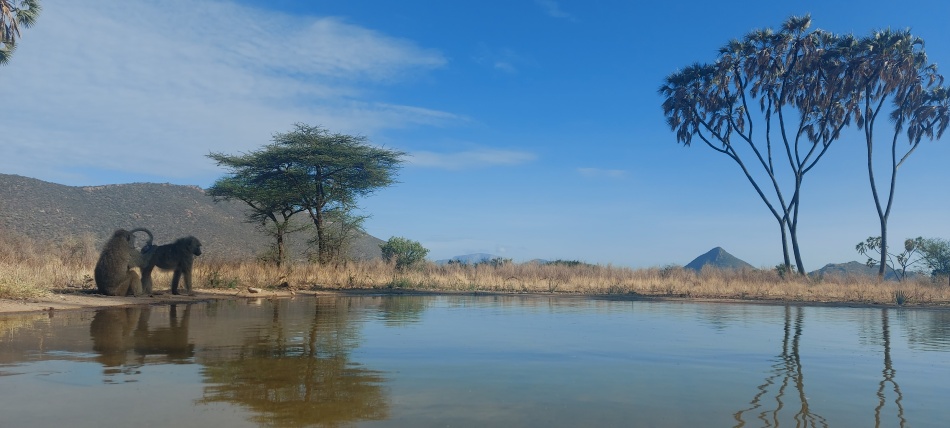 Anubispaviane am Fotohide im Soroi Larsens Camp