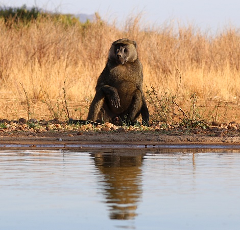 Anubispaviane am Fotohide im Soroi Larsens Camp