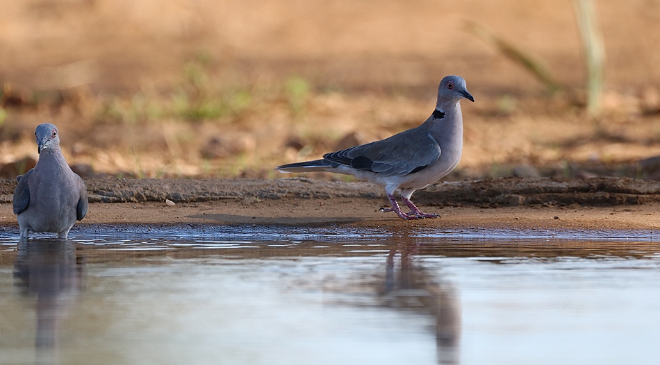 Brillentaube am Fotohide im Soroi Larsens Camp