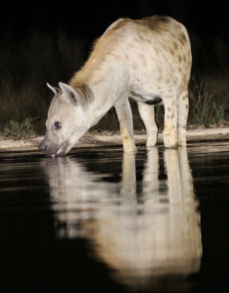 Nachts im Soroi Larsens Camp Photo Hide, T&uuml;pfelhy&auml;ne