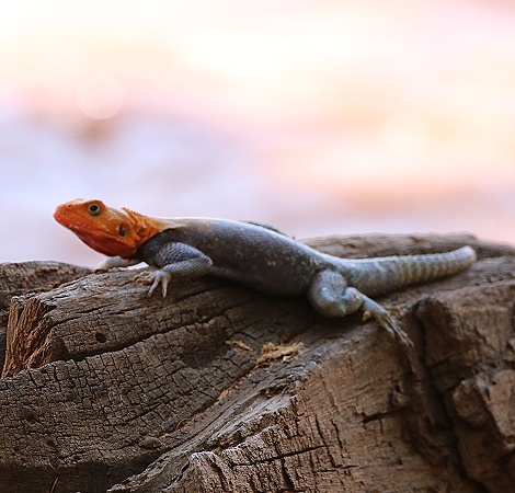 Siedleragam im Soroi Larsens Camp