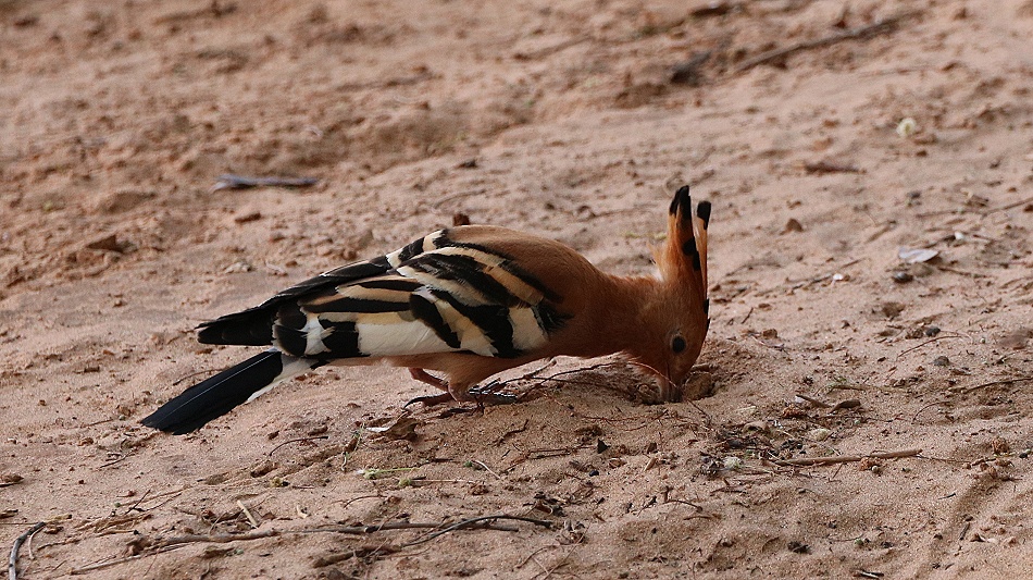 Wiedehopf im Soroi Larsens Camp