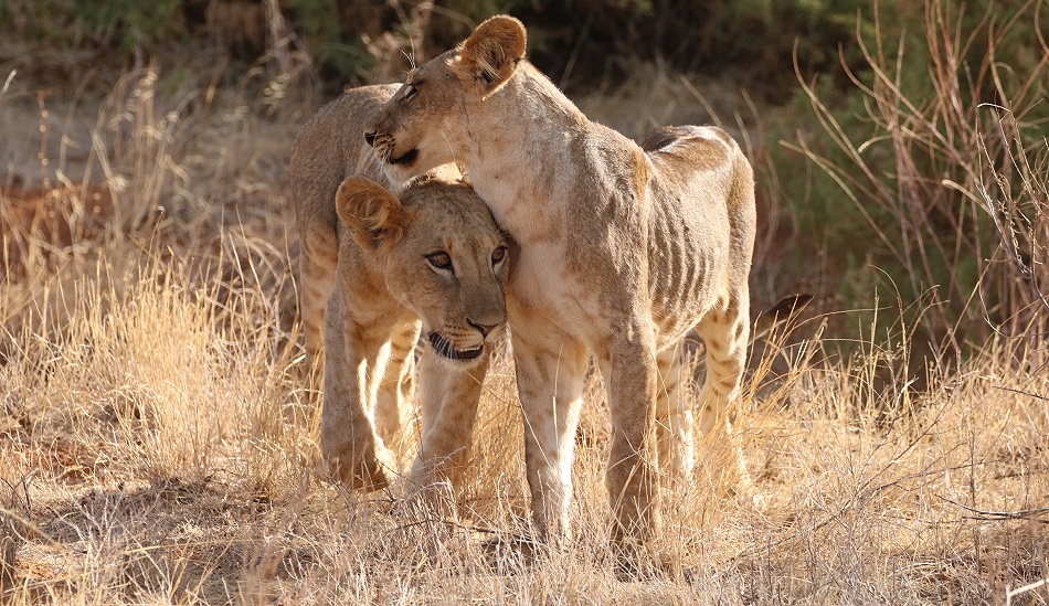 junge, hungrige L&ouml;wen im Sambu Reservat