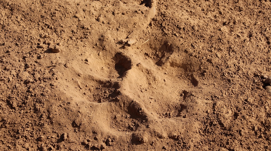 L&ouml;wenspur im Sand, Samburu Reservat