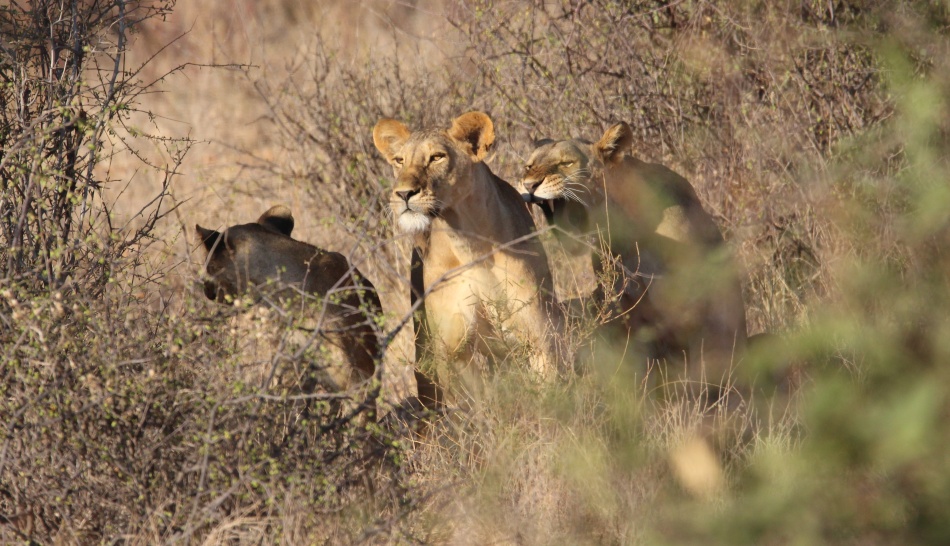 L&ouml;wen jagen Warzenschweine, Samburu Reservat