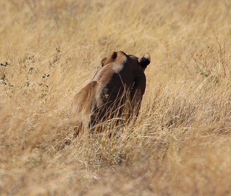 L&ouml;wen jagen Warzenschweine, Samburu Reservat