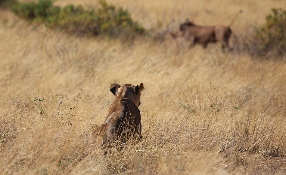 L&ouml;wen jagen Warzenschweine, Samburu Reservat