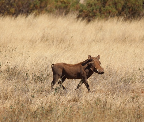 L&ouml;wen jagen Warzenschweine, Samburu Reservat