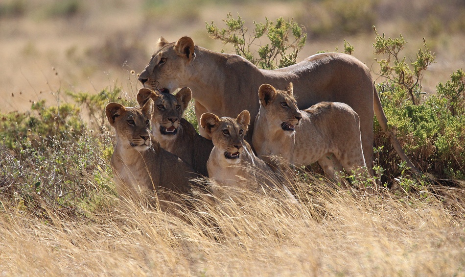 L&ouml;wen jagen Warzenschweine, Samburu Reservat