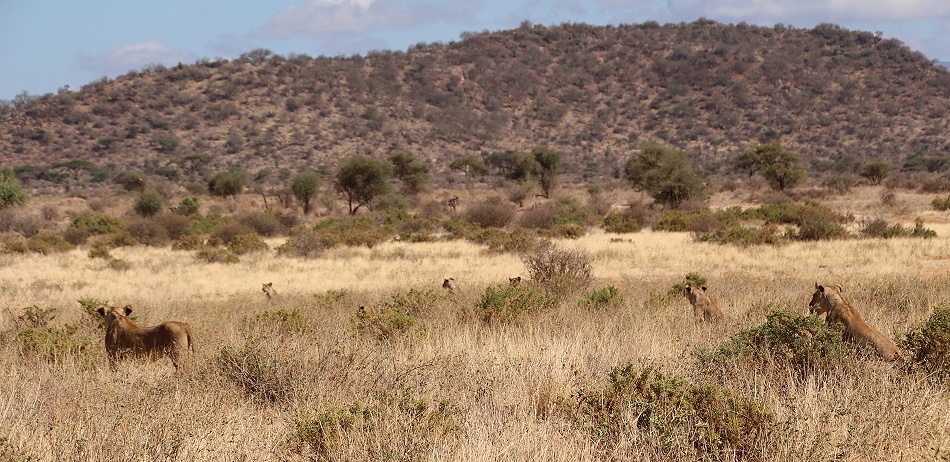 L&ouml;wen jagen Somalistrausse