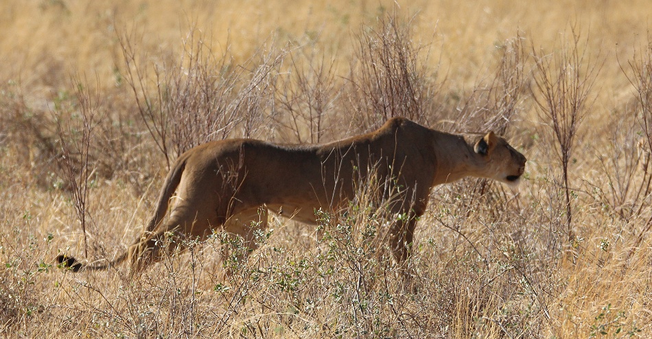 L&ouml;wen jagen Warzenschweine, Samburu Reservat