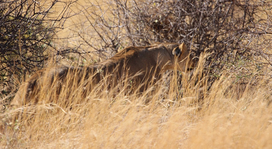L&ouml;wen jagen Warzenschweine, Samburu Reservat