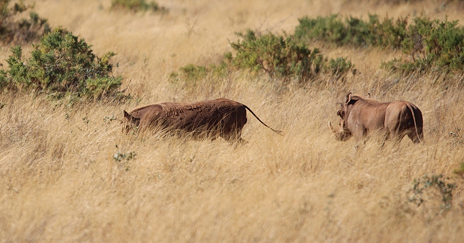 L&ouml;wen jagen Warzenschweine, Samburu Reservat