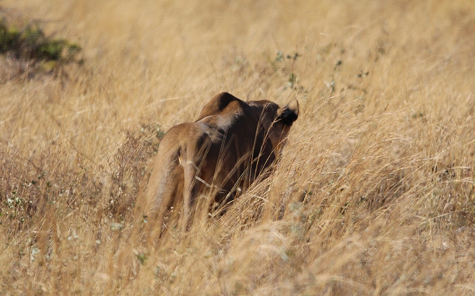 L&ouml;wen jagen Warzenschweine, Samburu Reservat