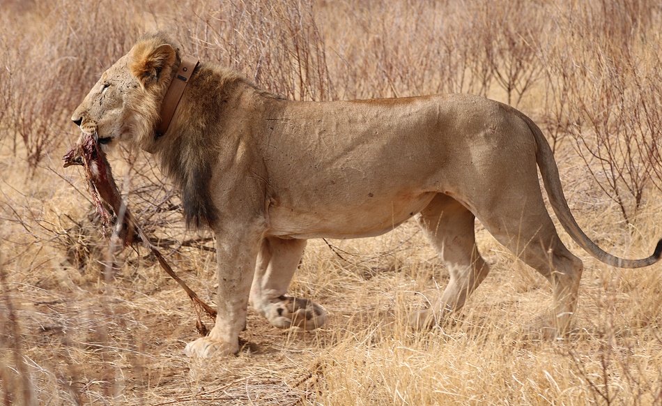 L&ouml;we mit Senderhalsband und Dik Dik als Beute