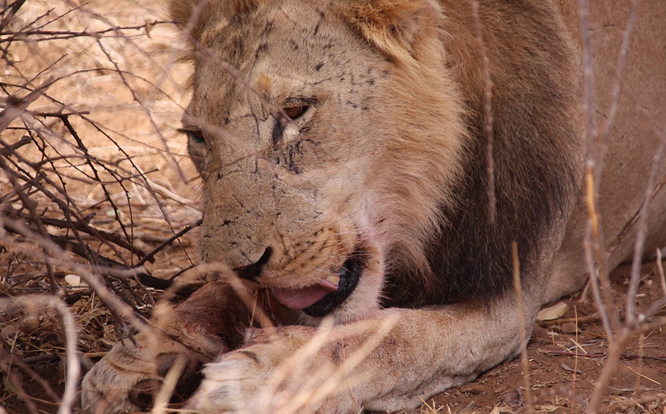 L&ouml;we frisst Dik Dik im Samburu Reservat