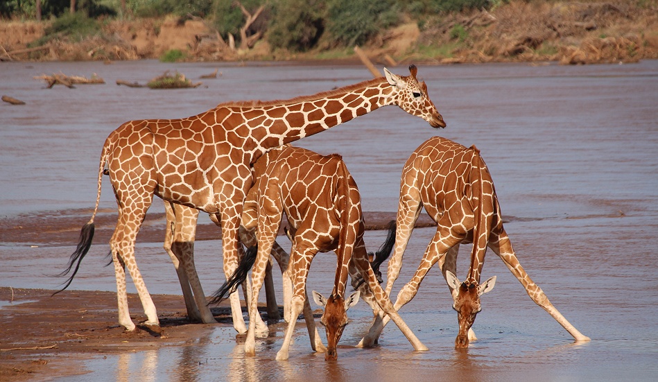 Netzgiraffen trinken im Ewaso Ngiro