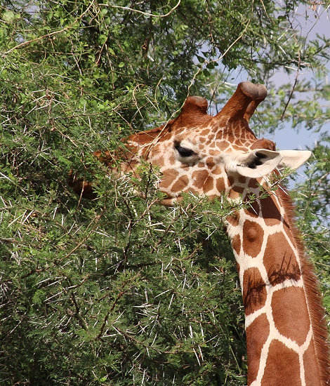 Netzgiraffe frisst an Akazie