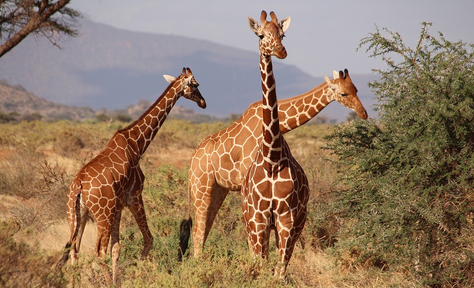 viele Netzgiraffen im Samburu Reservat