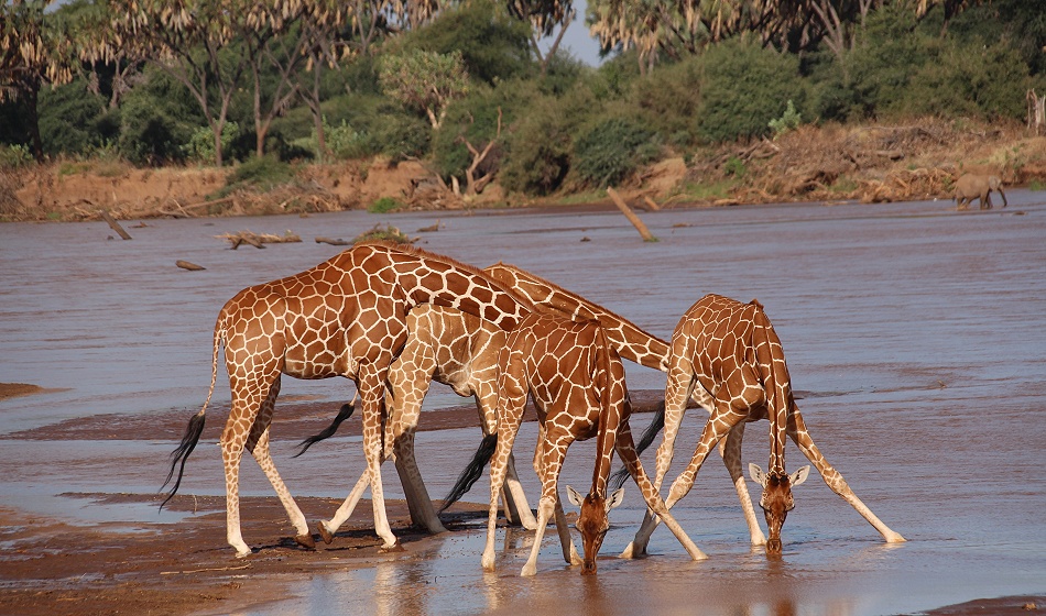 Netzgiraffen trinken im Ewaso Ngiro