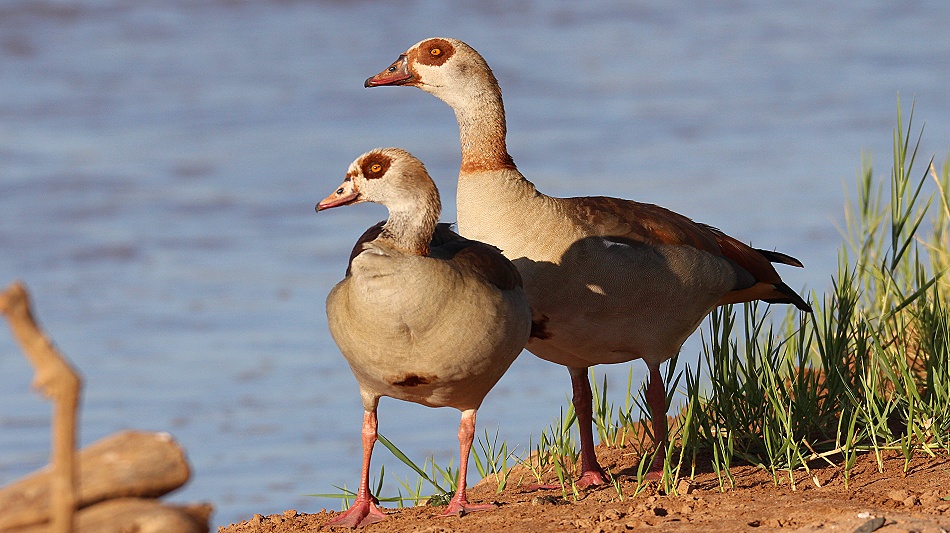 Nilg&auml;nse am Ufer des Ewaso Ngiro