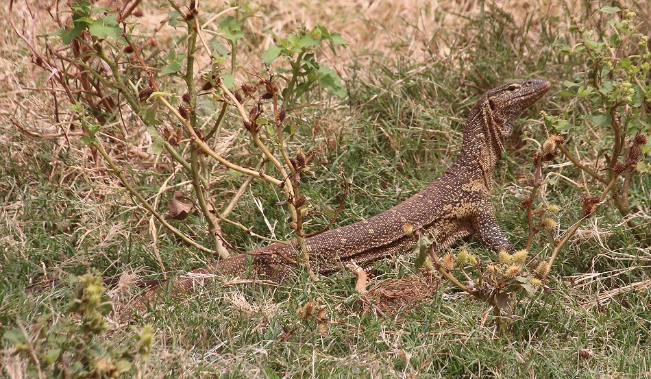 Nilwaran am Ufer des Ewaso Ngiro