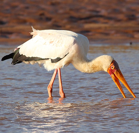 Nimmersatt fischt im Ewaso Ngiro