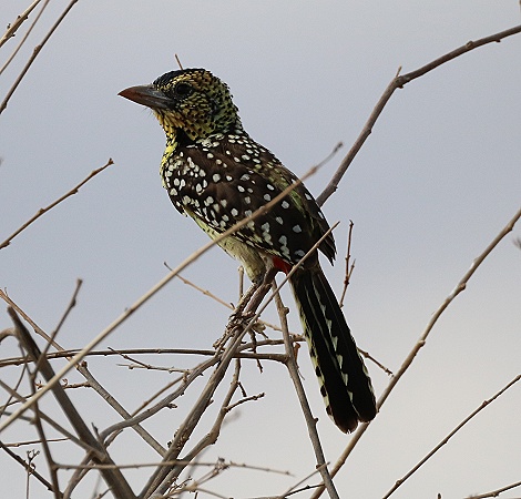Ohrenfleckenbartvogel
